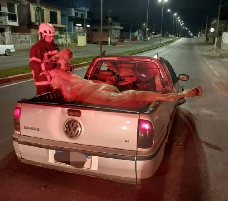 Cavalo para em cima de caçamba de veículo após ser atropelado em avenida