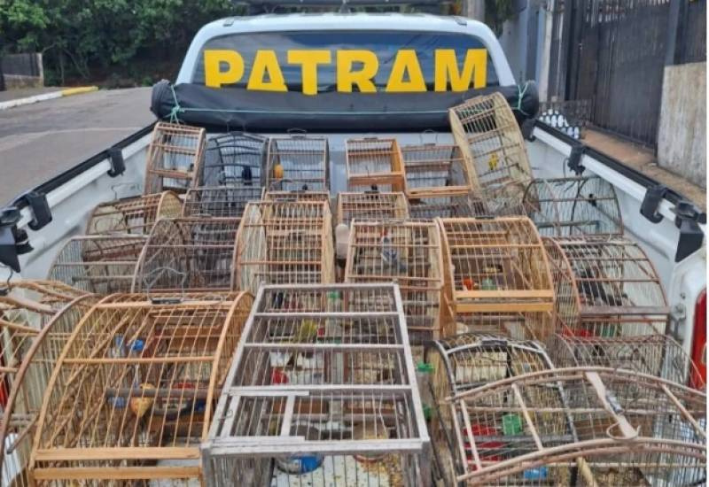 PATRAM apreende 95 aves silvestres mantidas em cativeiro em Estrela