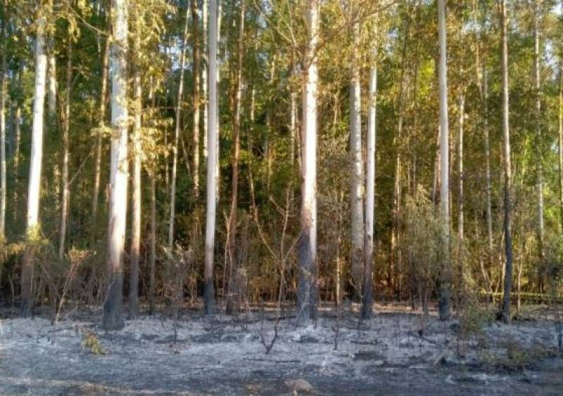 Idoso morre ao tentar conter incêndio em vegetação no RS