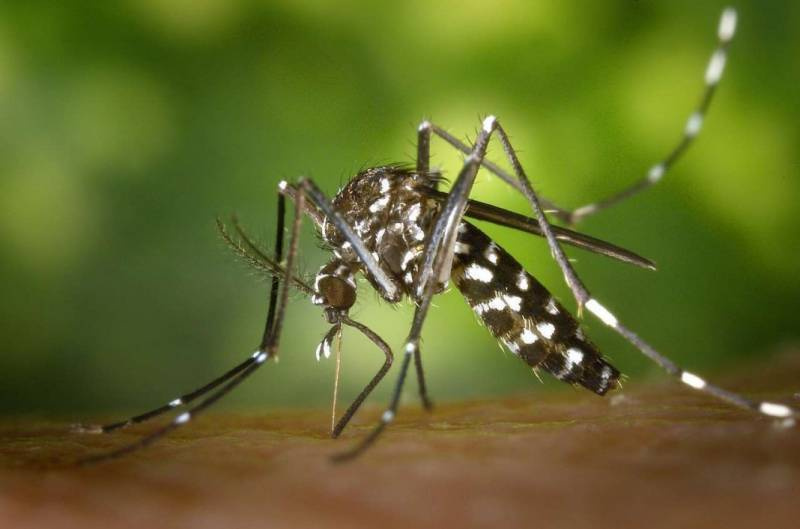 São Nicolau tem 45 casos confirmados de Chikungunya