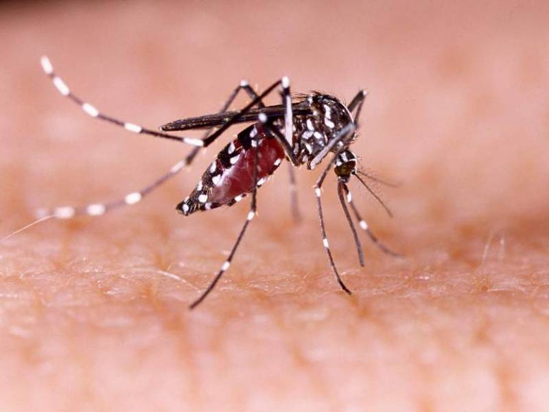 São Luiz Gonzaga registra dois casos suspeitos de dengue  