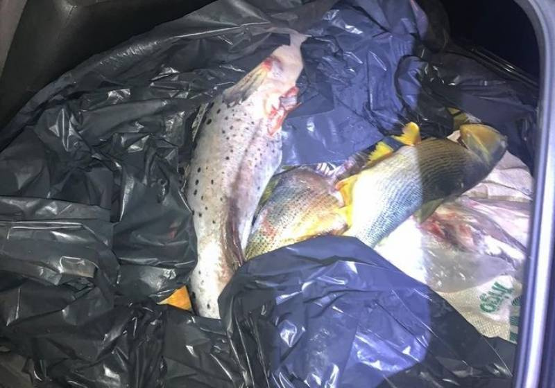 Policiais apreendem 400 kg de peixe em Cândido Godói