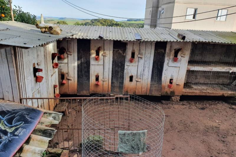 Polícia Civil cumpre mandados de busca e apreensão relacionados a galos de rinha