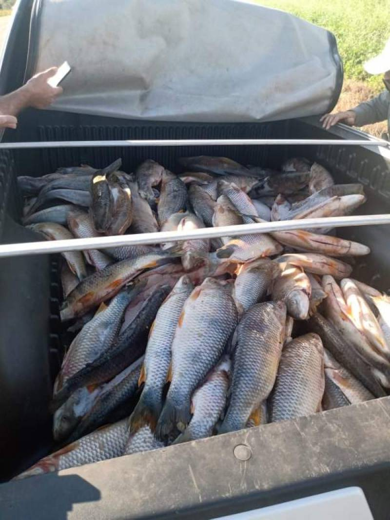 Abordagem de veículo resulta em prisão de homem e apreensão de 150kg de peixes em São 