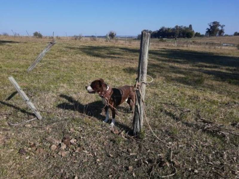 Criança morre ao ser atacada por cachorro Pitbull