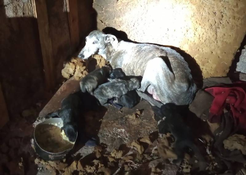 Cães são resgatados em virtude de maus tratos em Santo Antônio das Missões