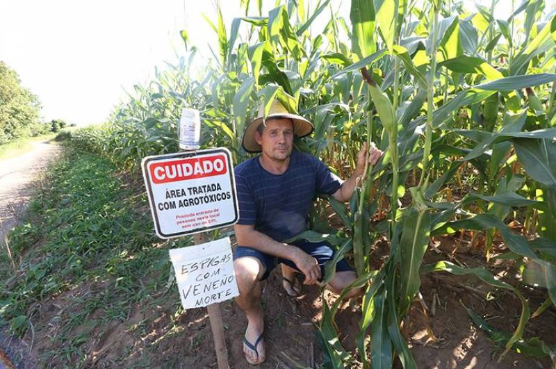 Agricultor gaúcho coloca alerta em lavoura de milho para espantar ladrões