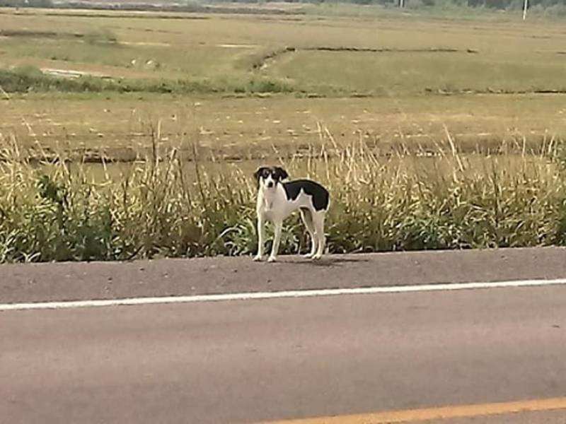 Dona do animal foi multada por descumprir a obrigação de manter o animal dentro de seu