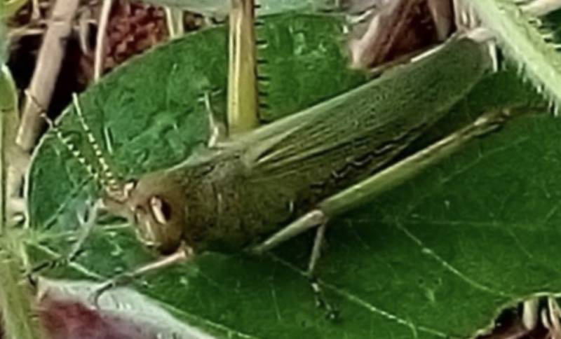 Gafanhotos começam a atacar lavouras no interior do Rio Grande do Sul