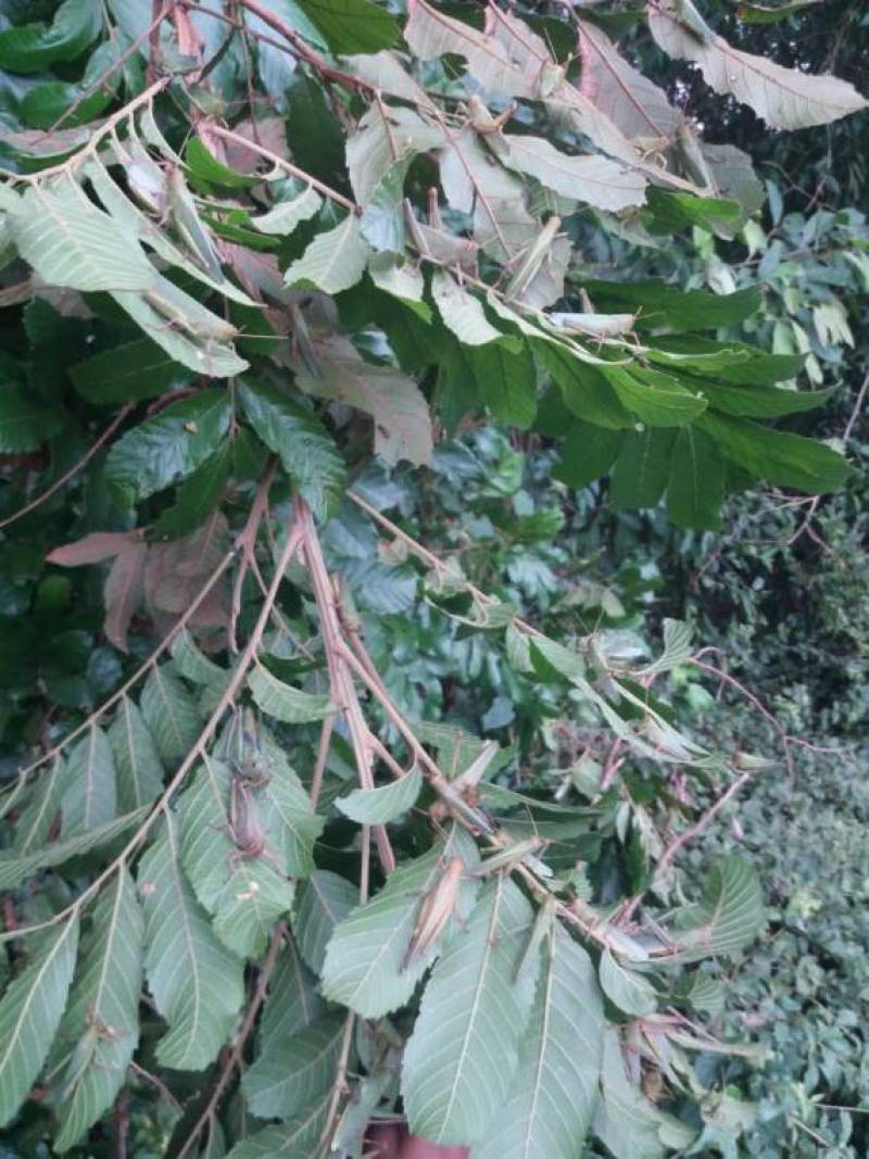 Focos de gafanhotos são encontrados em mais dois municípios da Região Celeiro