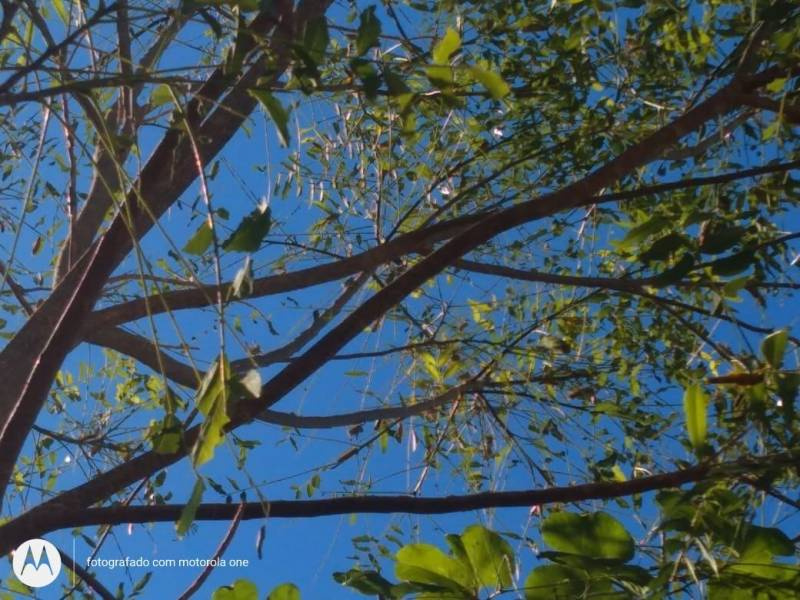 Grande quantidade de gafanhotos está causando danos no interior de Coronel Bicaco