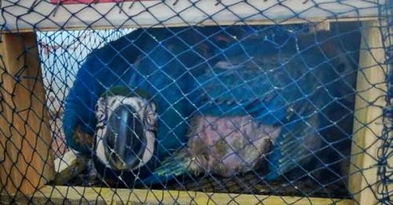 Dezenas de animais silvestres são aprendidos pelo Exército e Patrulha Ambiental na BR