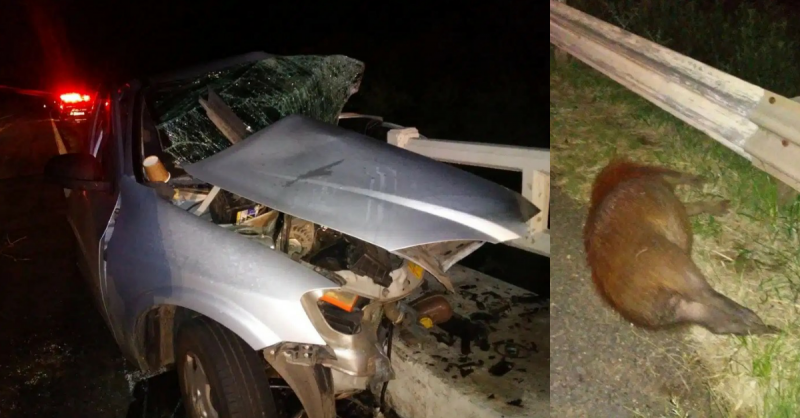 Motorista morre após atropelar capivara na BR-290, em Alegrete